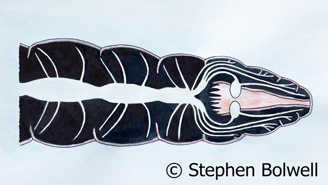 Diagram of the anterior or front end of an earthworm Lumbricus, showing (in white) the nervous system which runs mostly along the lower or ventral side of the animal.