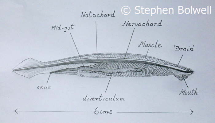 Amphioxus - is clasified as a Cephalochordata. This section through a specimen that I made when I was a student clearly shows the nerve chord running along the dorsal side.