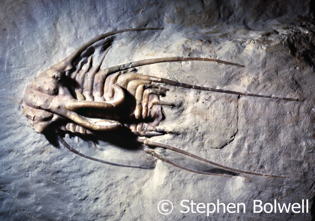 Another trilobite. Extinct maybe, but this one just keeps cropping up in horror movies. The inspiration for 'orginality' of thought so often goes unmentioned.