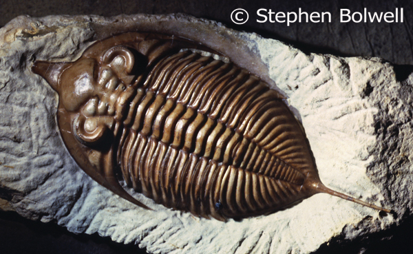 Trilobites were a very successful group of arthropods. They disappeared from Earth during one of the great mass extinctions of species 250 million years ago at the end of the Permain.