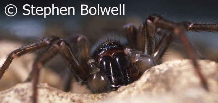 Spiders manage an enormous variety of behaviour from one species to another. Having six and often eight eyes gives them an advantage as preators, but how they process and co-ordinate incoming visual information is to a degree beyond our comprehension.