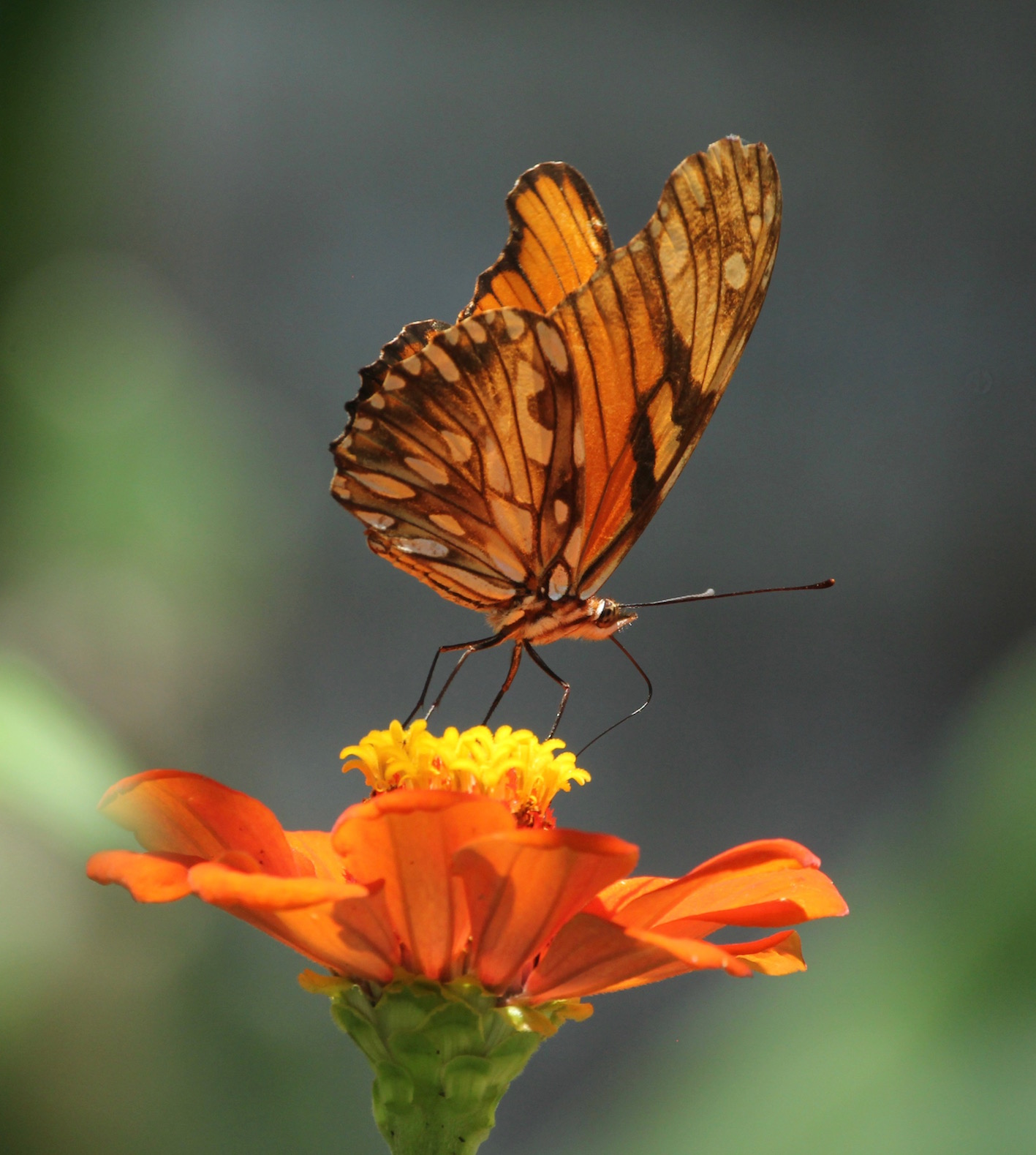 Butterfiles showed up on plante earth about 150 million years ago, about the same time as flowering plants began to enter the fossil record... well, that makes good sense.