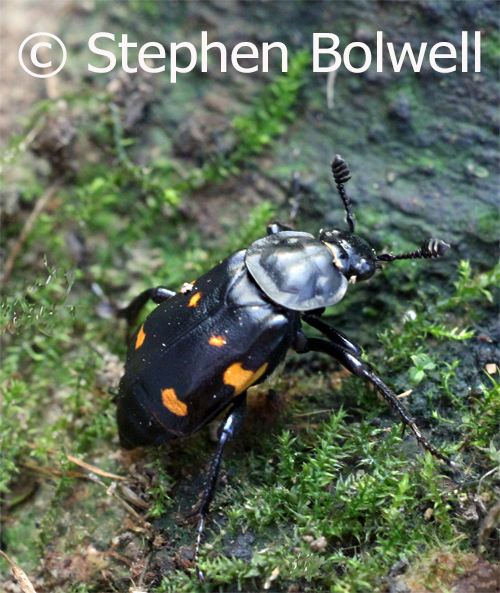 The sexton beetles makes a living burying small animals and lays eggs on th corpses it finds, but first it has to smell out the dead using chemorecpetors on the beetles specialist antennae which are well devloped.