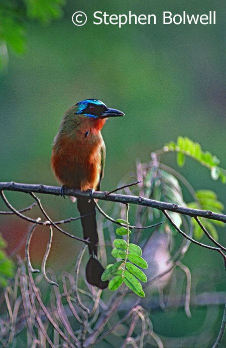 A native blue-crowned motmot sitting on non-native bamboo.