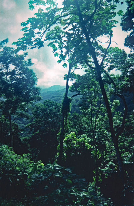 Tobagonian rainforest is beautiful, although not quite what it was after Hurricane flora.