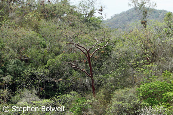 We return to the dry forests of the area during the rainy season