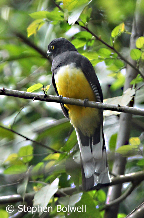 Here then is the unexpected trogon. It is a useful I.D. shot , but not entirely successful - the field of focus is shallow because the light is steadily going. 