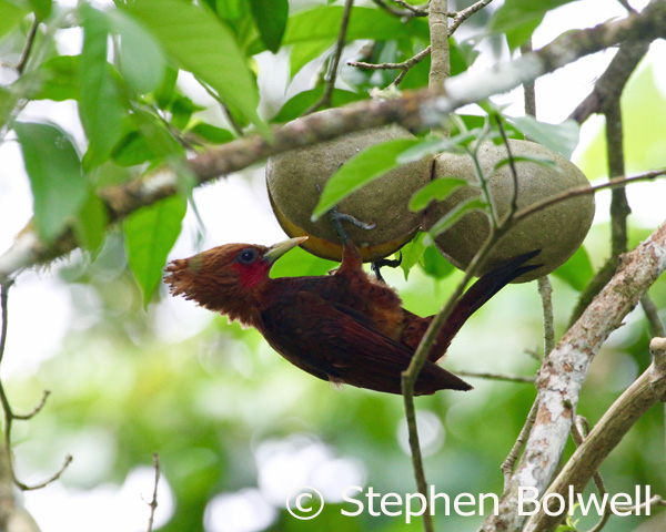 A male chestnut-coloured woodpecker feeds for some time on the split fruit of a horse balls tree. The fruits are paired and this gives the tree its vulgar but appropriate name.