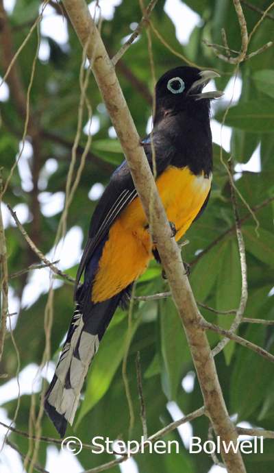 A male black-headed trogon from the front.