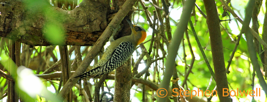 We watch a female golden-cheeked woodpecker busily working a rotten tree close by the track.