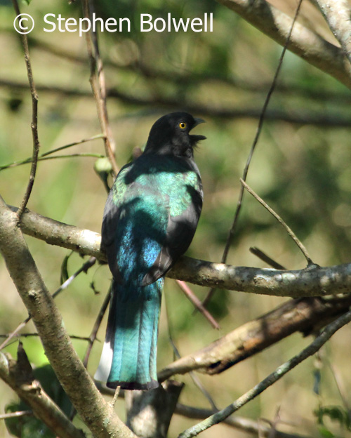 A little later the bird is singing and the head, although in shadow, is more clearly defined. The bird has its back to us and it is said the bird prefers to present its back to an observer because of its belly is bright yellow... but I'm not sure that it isn't just a matter of chance.