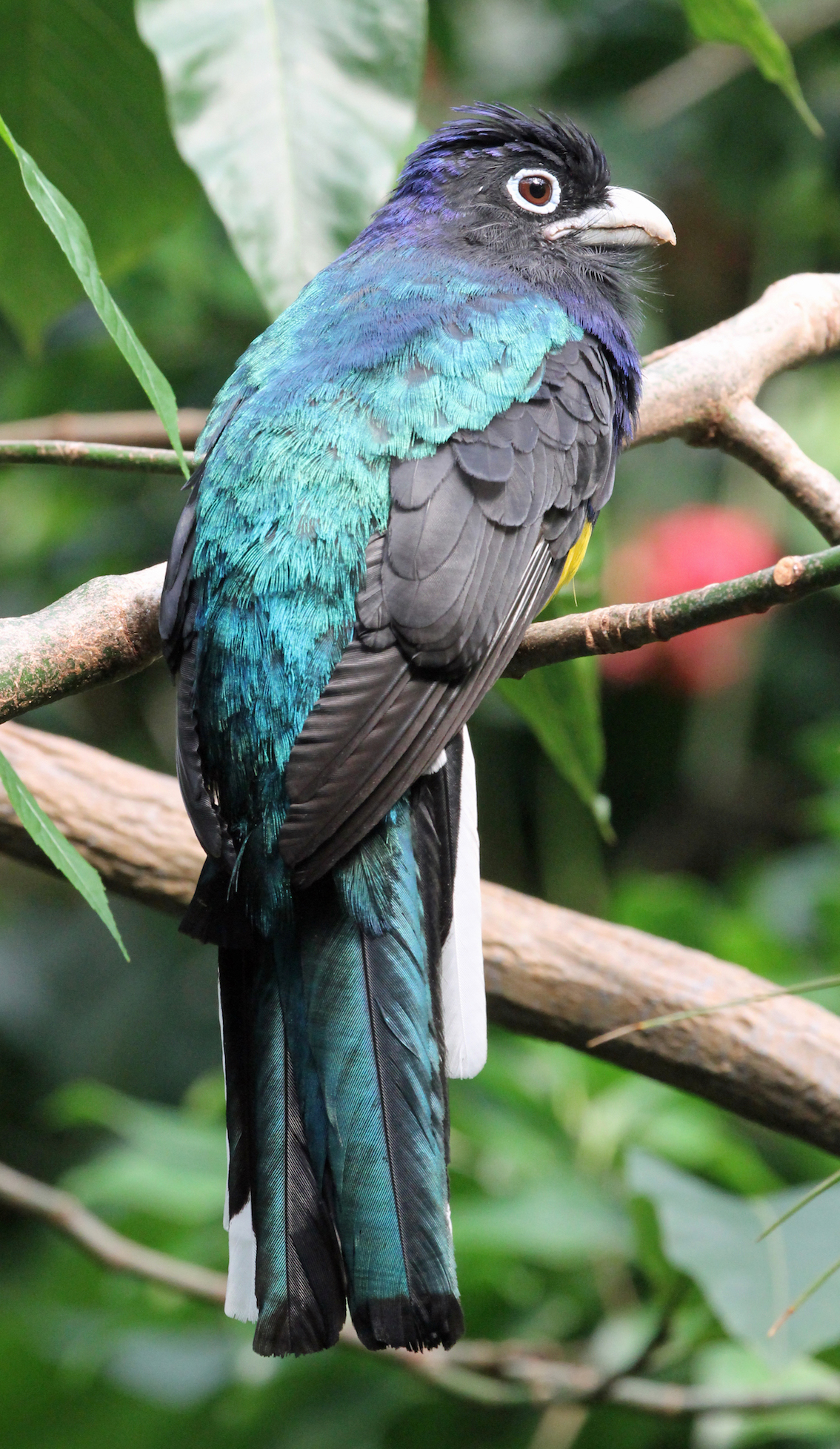 A white-tailed or is it a black-headed trogon taken at Seattle Zoo. I don't have the experience to know without seeing it from the front. A lovely bird that took 30 seconds to get, and that's a lot quicker than my trying npw and again over 30.