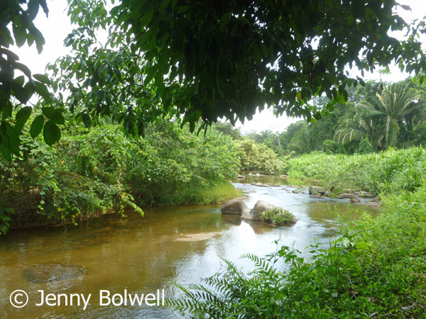 The nearby river provides a second habitat to keep an eye on whilst staking out the fruit on a nearby tree.