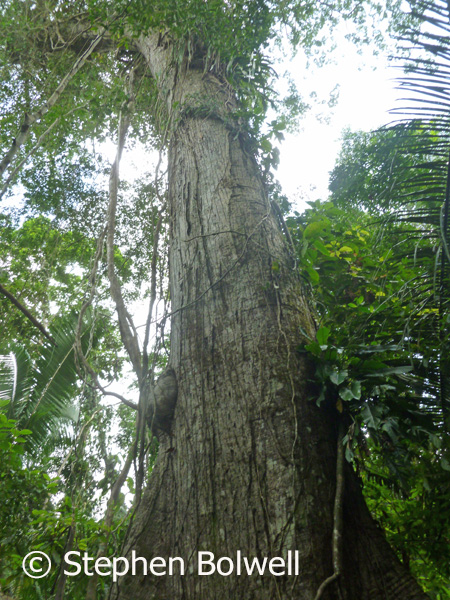 This is an older tree in the Coxcomb Reserve, it crtainly isn't an ancient tree, but it clearly demonstartes what happens to a tree in the rainforest as it ages - there's a whole new world developing in the upper part of the tree and in extensive areas on primary forest there are many plant and animal species that are dependent on the mid and upper storey and never come to the forest floor - this region is almost impossible to find in youg secondary forest.