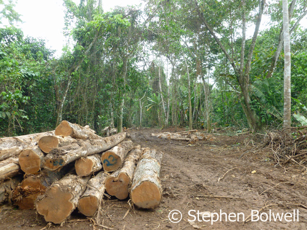 Trees cut along the boundary line of the park might have been cleared to provide a logging road to access trees from somewhere deep in the forest. Even if the logging here is above board, there will now be easy access for illegal loggers.