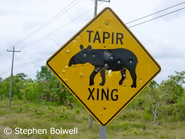 On the road, I wasn't sure if Tapir were really crossing here. Hopefully unlike the sign their hides weren't full of buckshot.