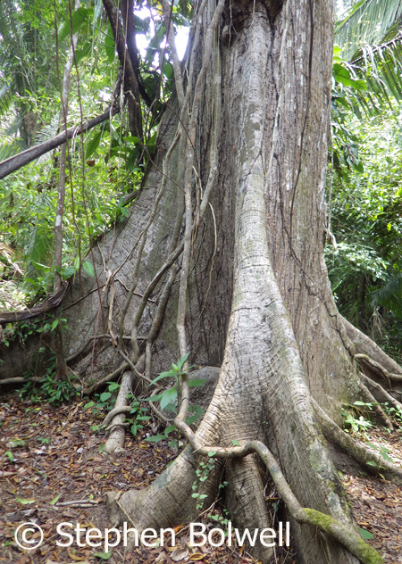 There are occasional trees that were left in the Coxcomb Reserve during the earlier logging period. Older tropical rainforst trees typically have butress roots because the soil is shallow; roots do not go deep and thes butresses are the means of support to secure them in shallow soil. 