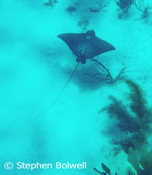 A brown-spotted eagle ray Aetobatus narinari is far enough below to be of little concern, but the young rays that hide in the sand around our dock put me off walking barefoot in the water.