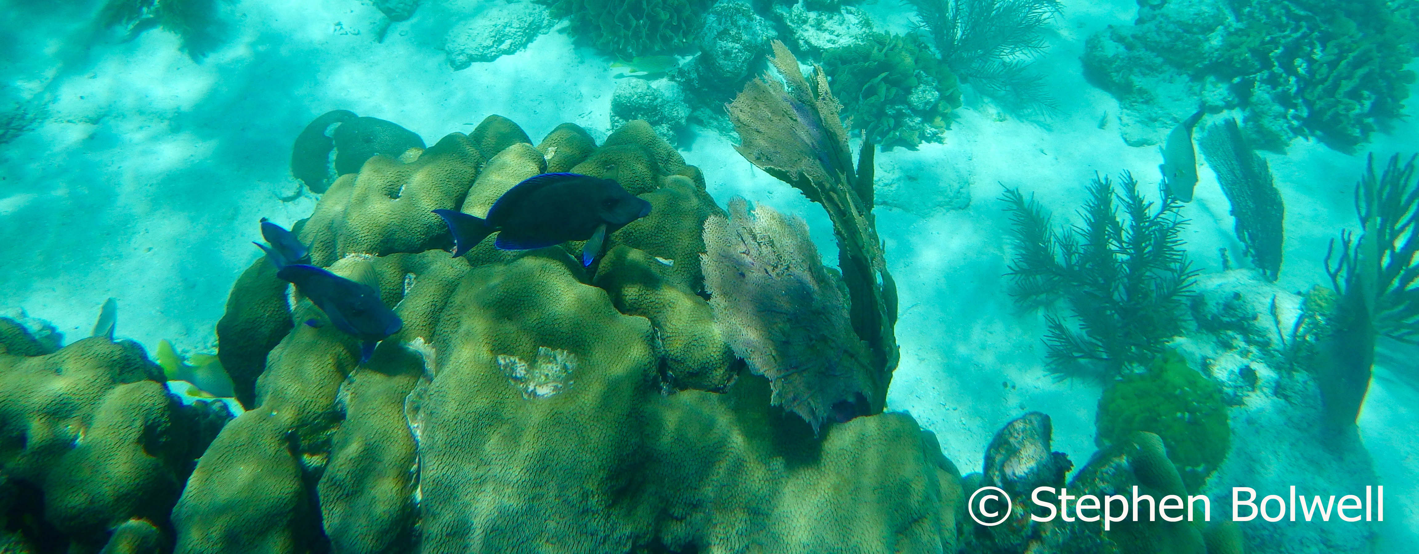 Blue tangs swimming over over a large brain coral.