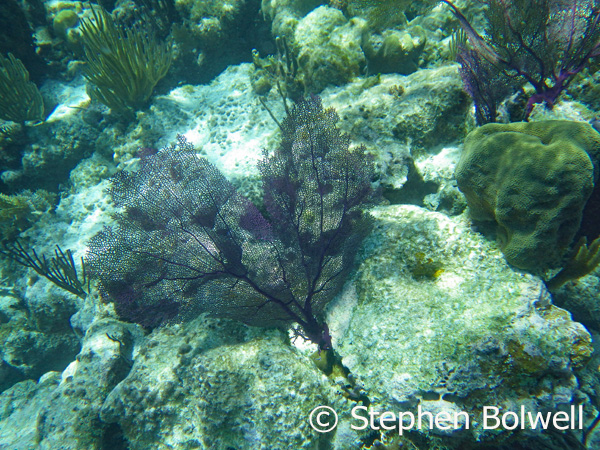 A delicate purple Sea fan coral (Gorgonia ventalina).