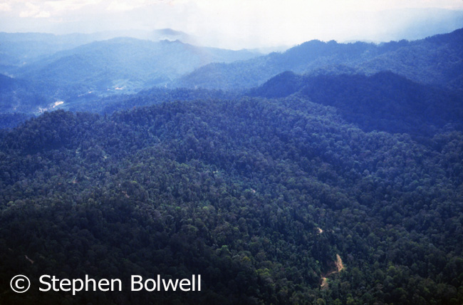 Much of the Malaysian rainforest I flew over in 1983 looked like this. A couple of years later some areas on the same route were criss crossed with logging roads and the trees were beginning to disappear.