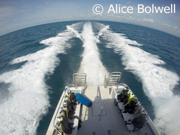 Alice gets an interesting perspective on our journey out to sea.