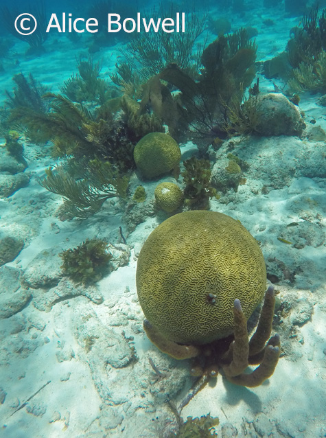 An incredible ball of brain coral (Diploria labyrinthiformis).