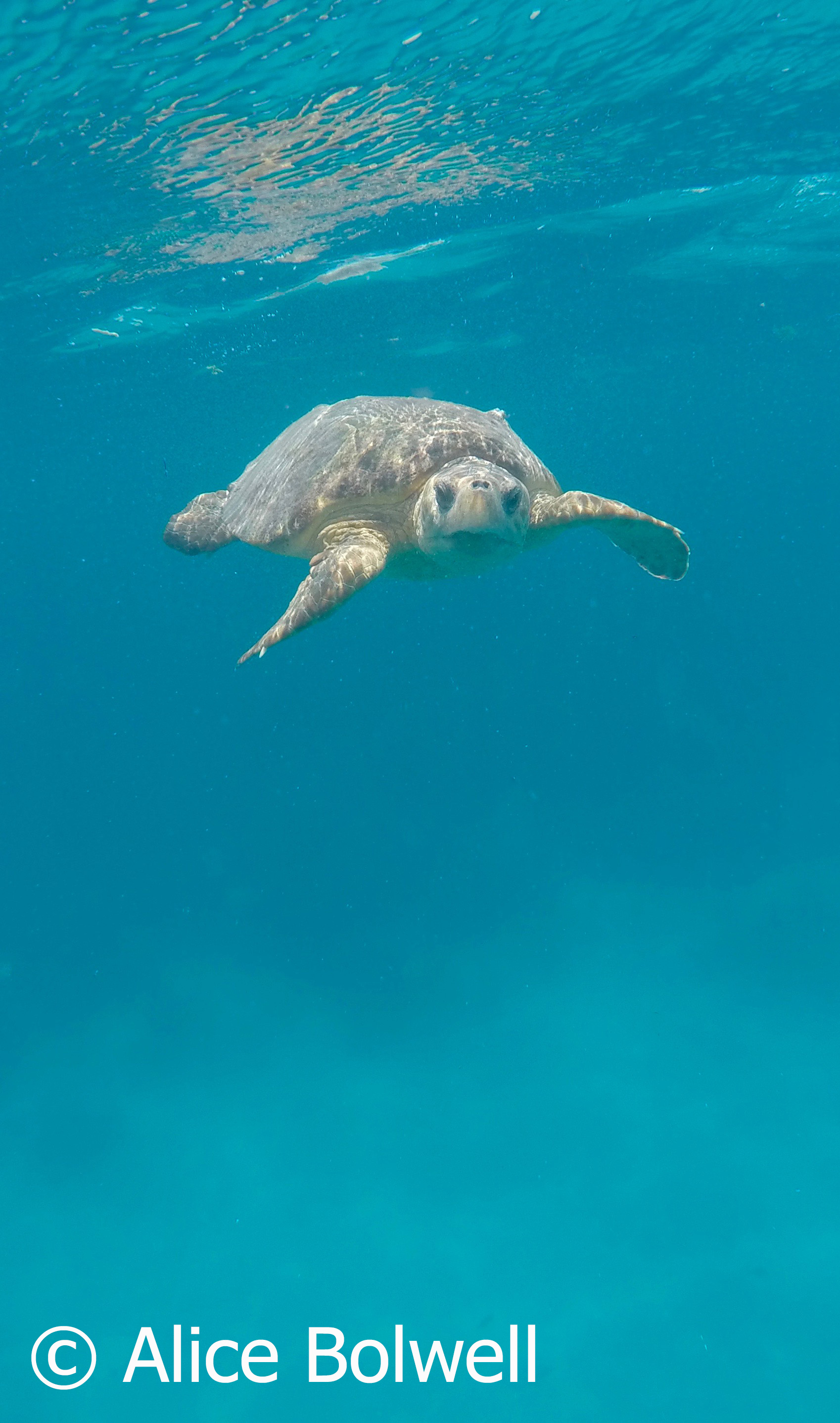 Alice saw and photographed a loggerhead turtle - so the dive wasn't a complete waste of time.