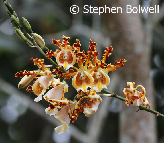 Bird humming orchid inMayflower Bocaina National Park. 
