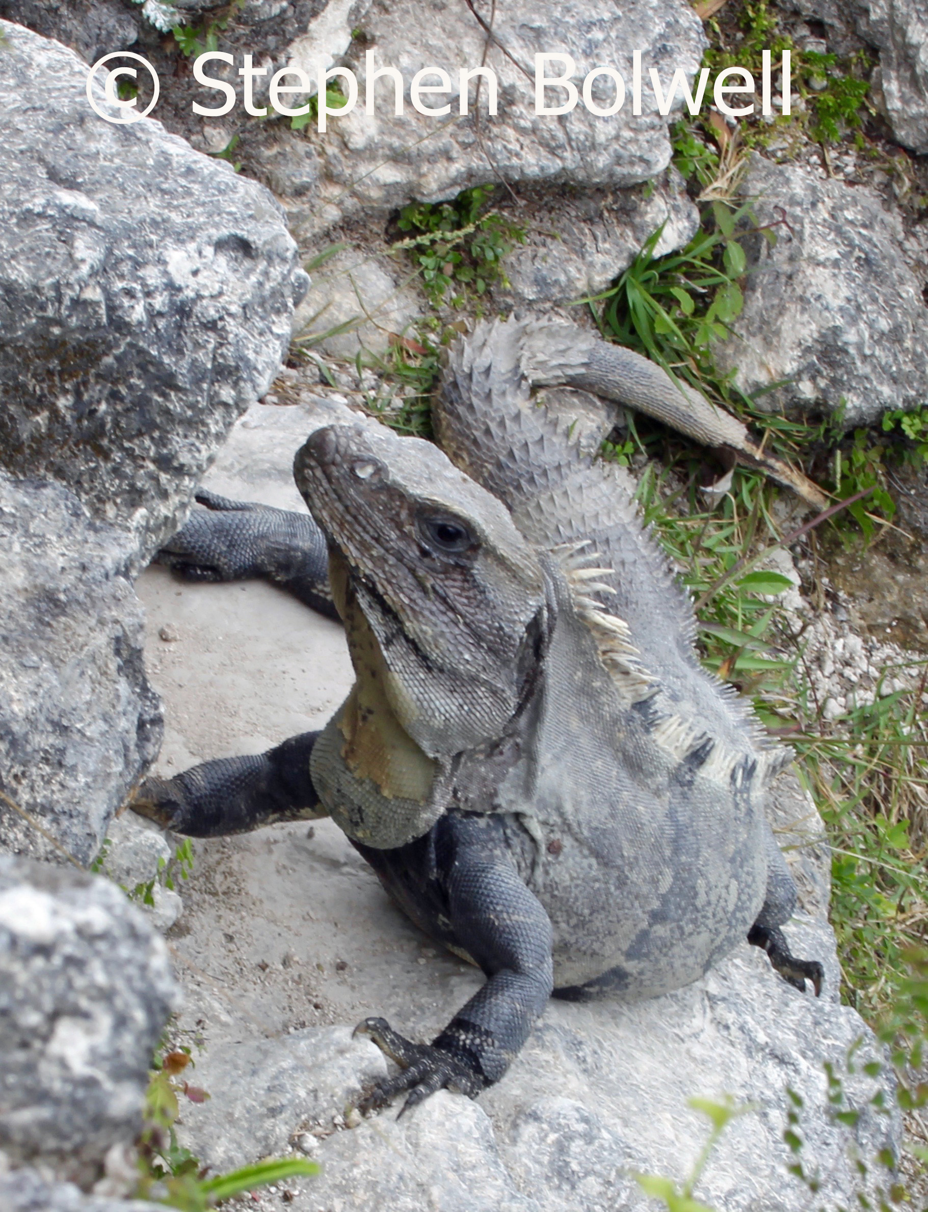 The spiny-tailed iguana is often seen on rocky outcrops - this then a perfect place to see it. The common green iguana will more likely to be seen up a tree or in vegetation.