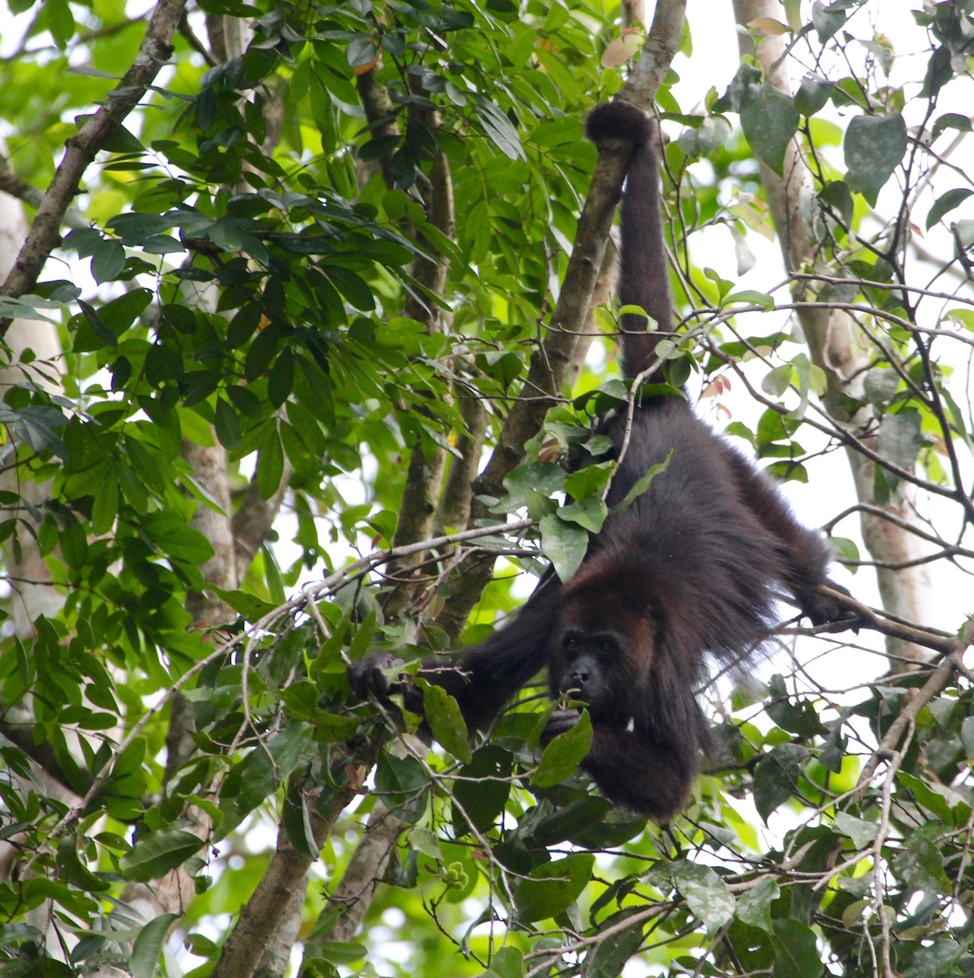 There are half a dizen monkeys in the troop, including two youngsters - the adults are busy feeding on fresh leaves at the ends of shoots.