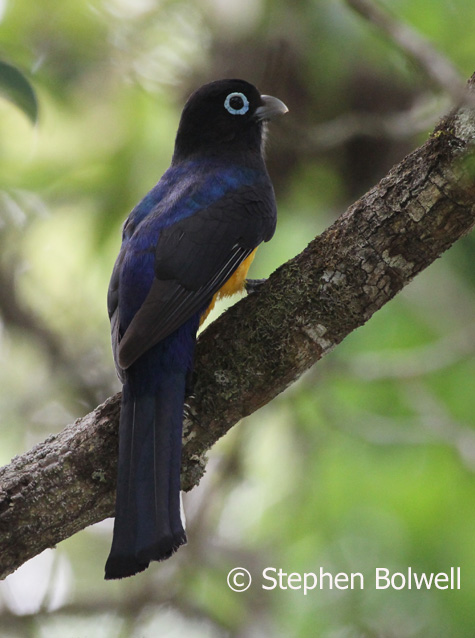 A black-headed trogon in Coxcomb Basin Wildlife Sanctuary.