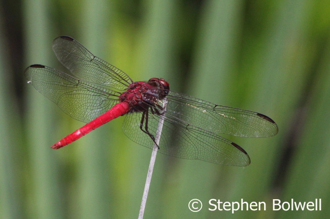 The beauty of a single dragonfly sums up why at least some sandy scrub behind the mangrove is worth preserving. 