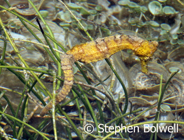 One of three or four seahorses anchored amongst the weed by their tails as they feed.