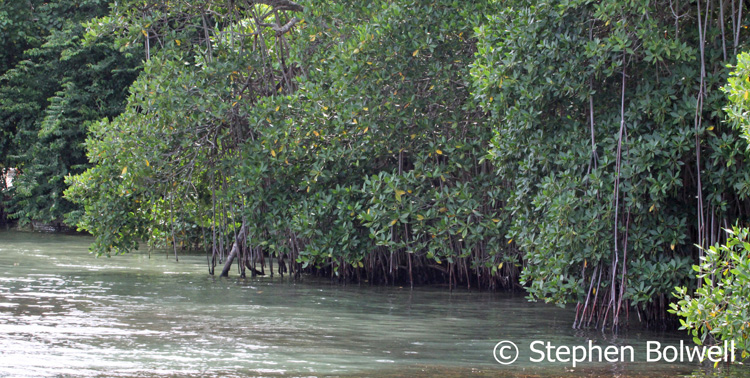 The seaward side of dense mangrove.