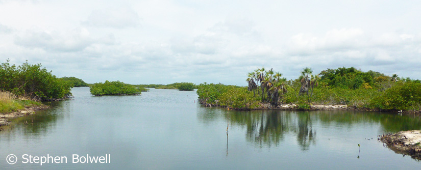 Mangrove is and important natural habitat that many people see as a wasteland - sadly, this are is staked out for development.