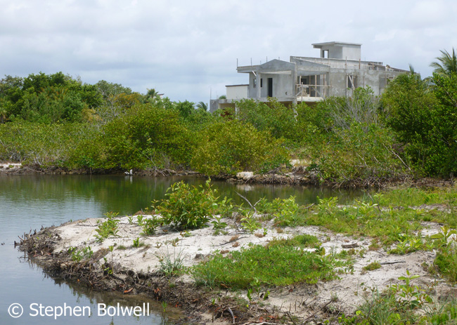 Coastal development is closely tied to mangrove loss