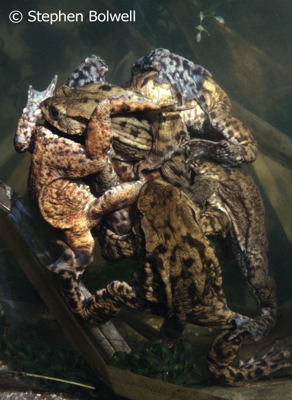 During the 1970s and 80 regularl photgraphed toads visiting my parents pond, but for many years common toad numbers in Britain have been in steep decline;and I find it rather depressing