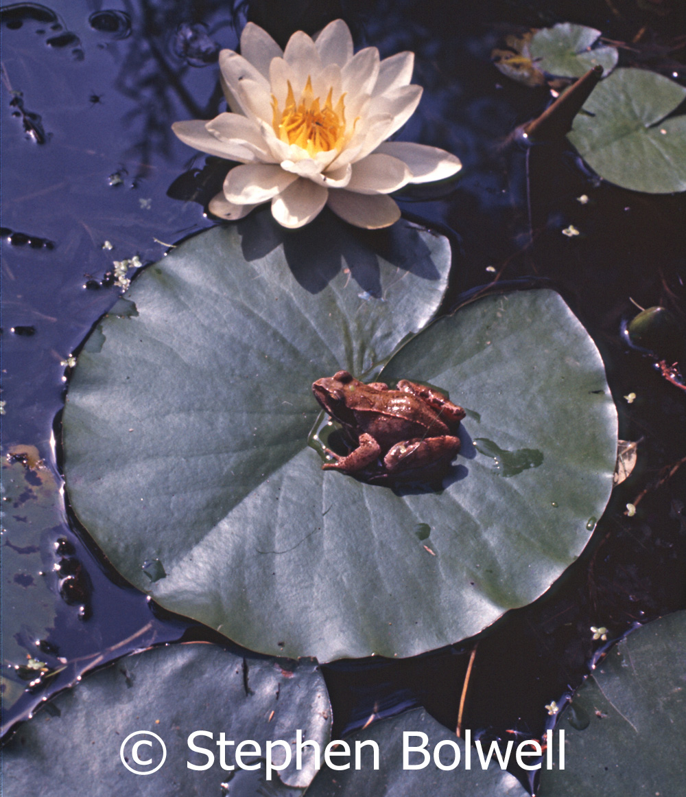 It was fairly common to see a frog following fairytale rules during summer in the pond that I built in my parents garden.