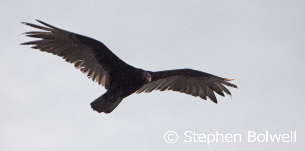 Vultures circling over Hopkins in evening night.