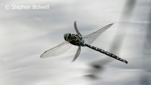 Read more about the article My New Garden Pond – What Showed Up in the First Four Weeks: Dragonflies and Water Boatmen and the Best Way to Photograph Them.