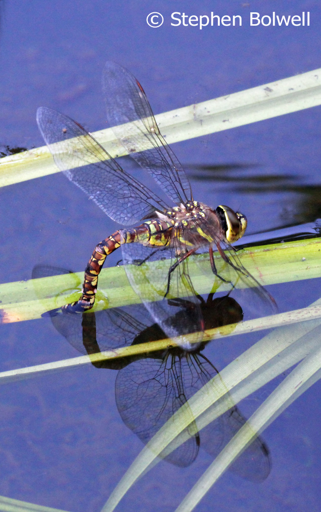 The first female dragonfly laying in the pond two days after filling with water.
