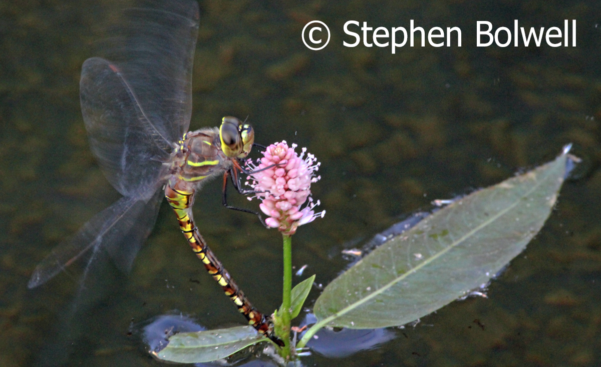 Pond plants seen enormously resilient. Native Water Smartweed - Polygonum amphibious quickly sorted itself out and was in flower well within a month of going into the pond.
