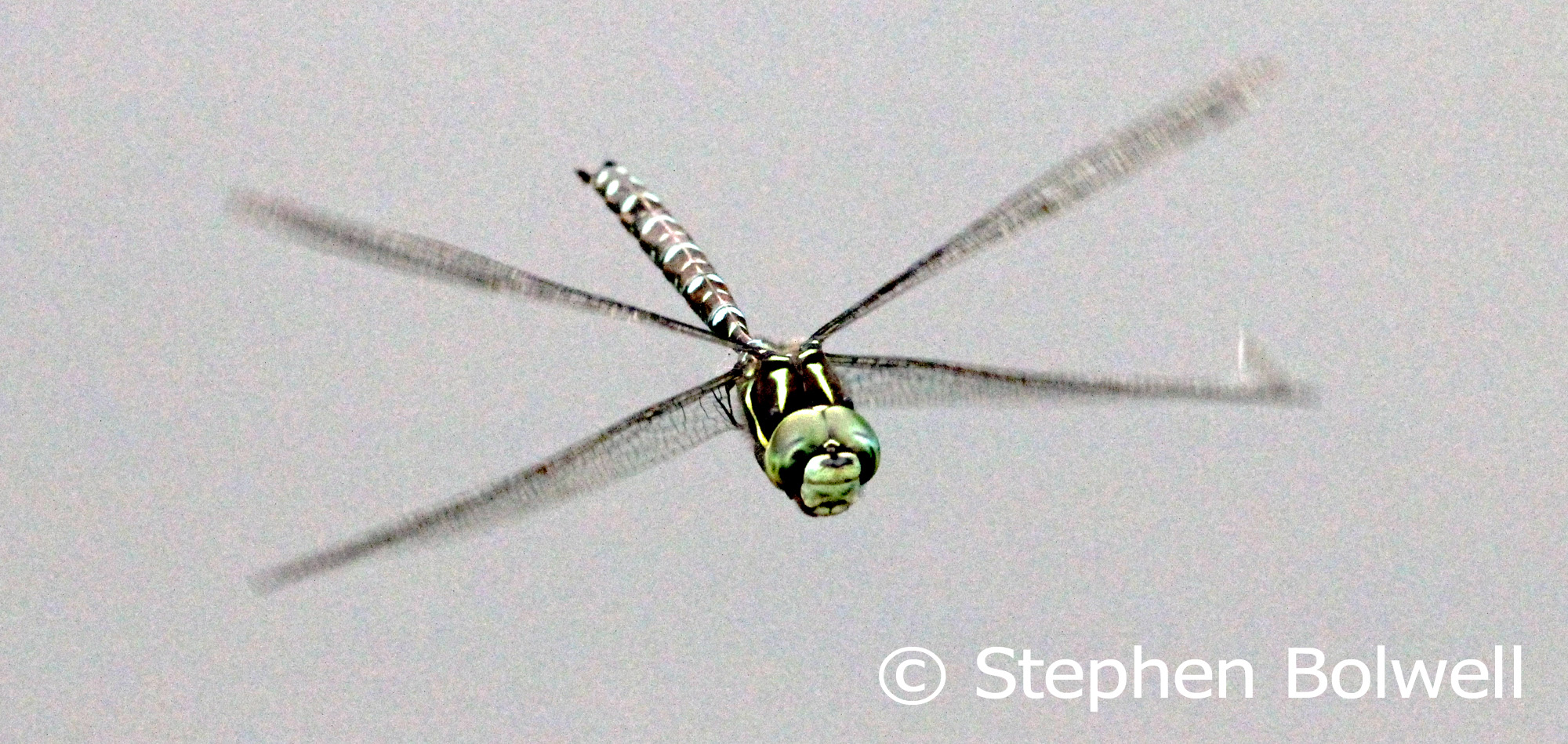 Every afternoon this male dragonfly shows up to eyeball me. Suddenly there is water and now this is his territory and doesn't want me around, which I find rather encouraging.