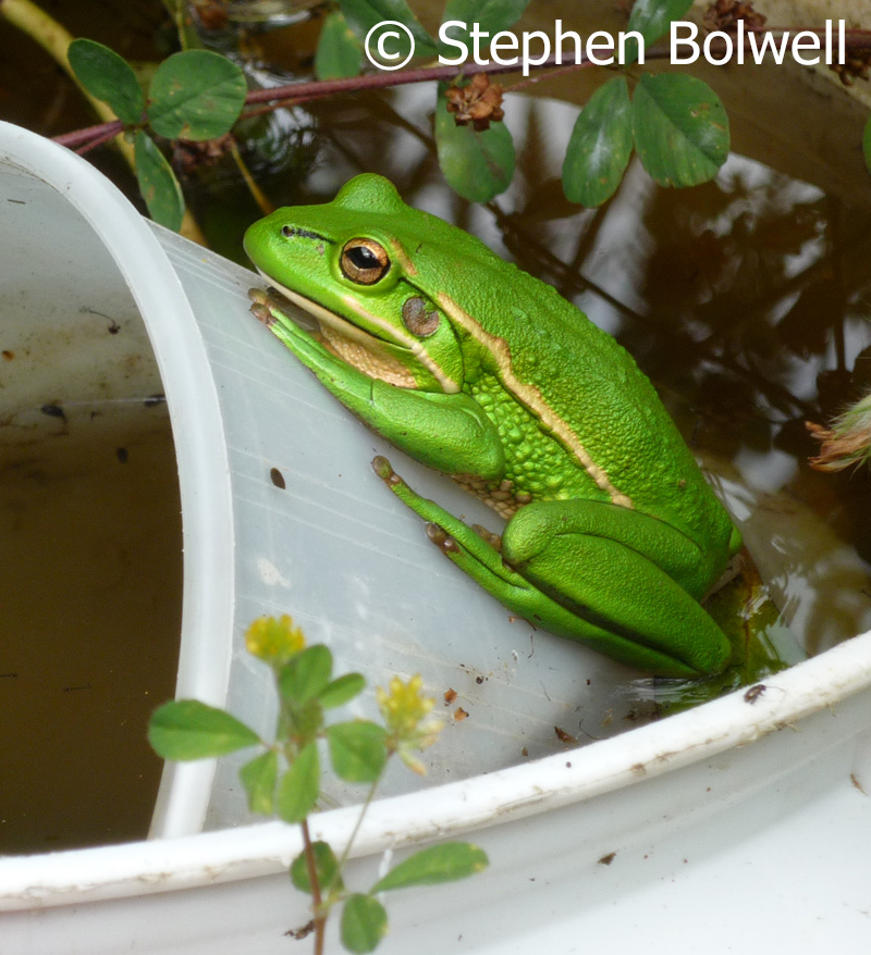 Previously we lived in New Zealand and I never built a pond, just a bucket on the deck - even with minimal water it is sometimes surprising what shows up.