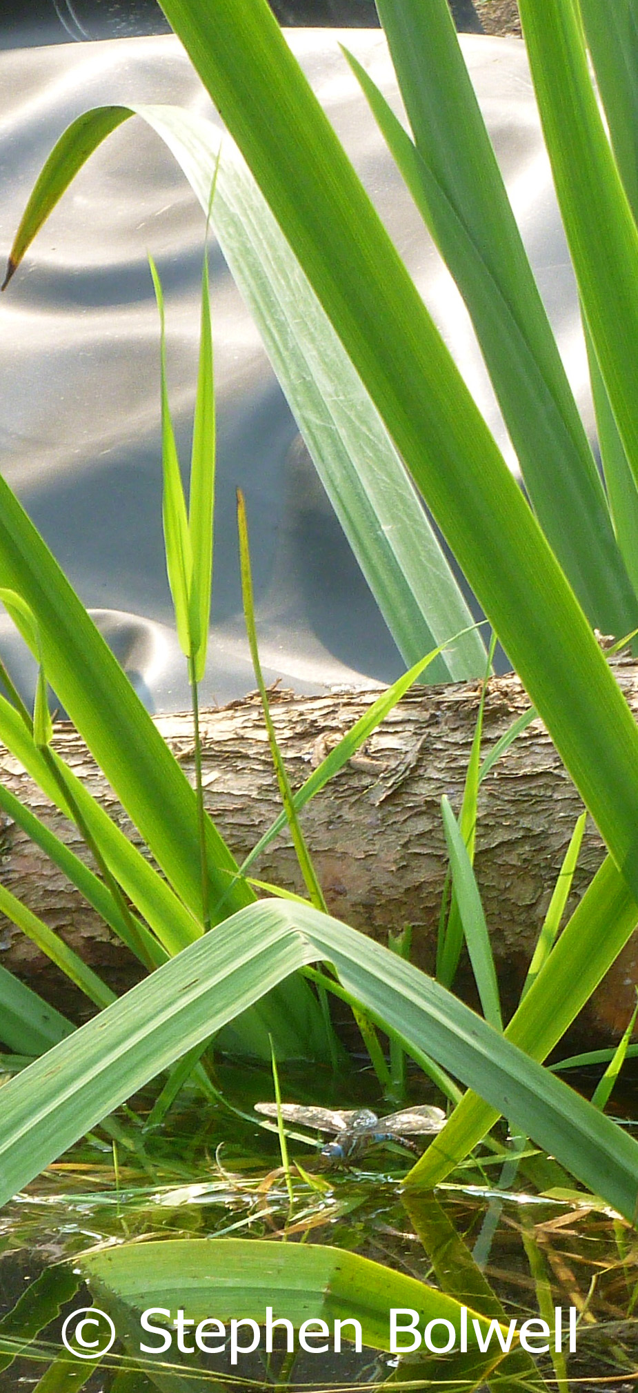 A female lays on recently introduced pond weed.