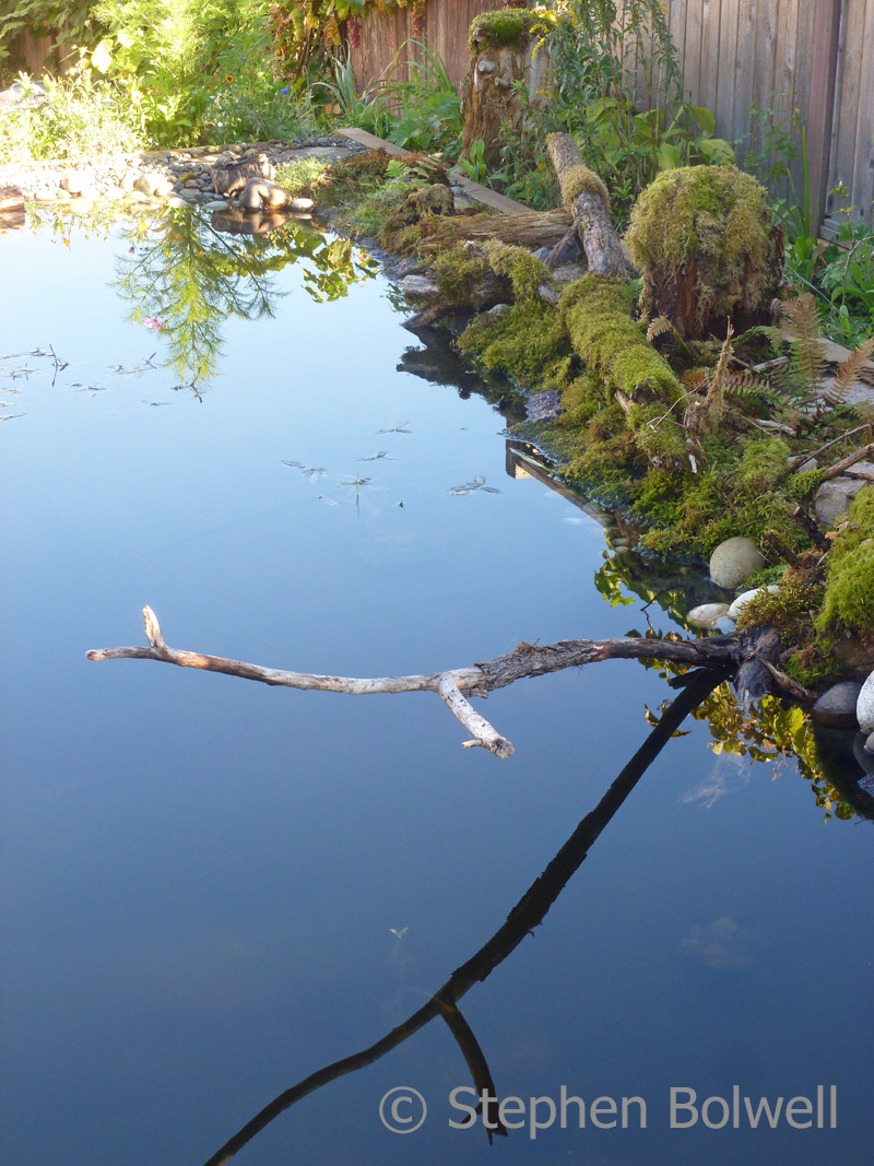Less than a month from the end of the pond dig one side of the pond has been realistically dressed.