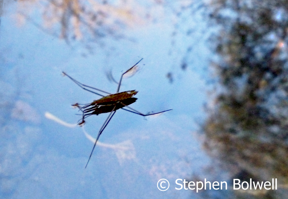 Pond skaters show up.