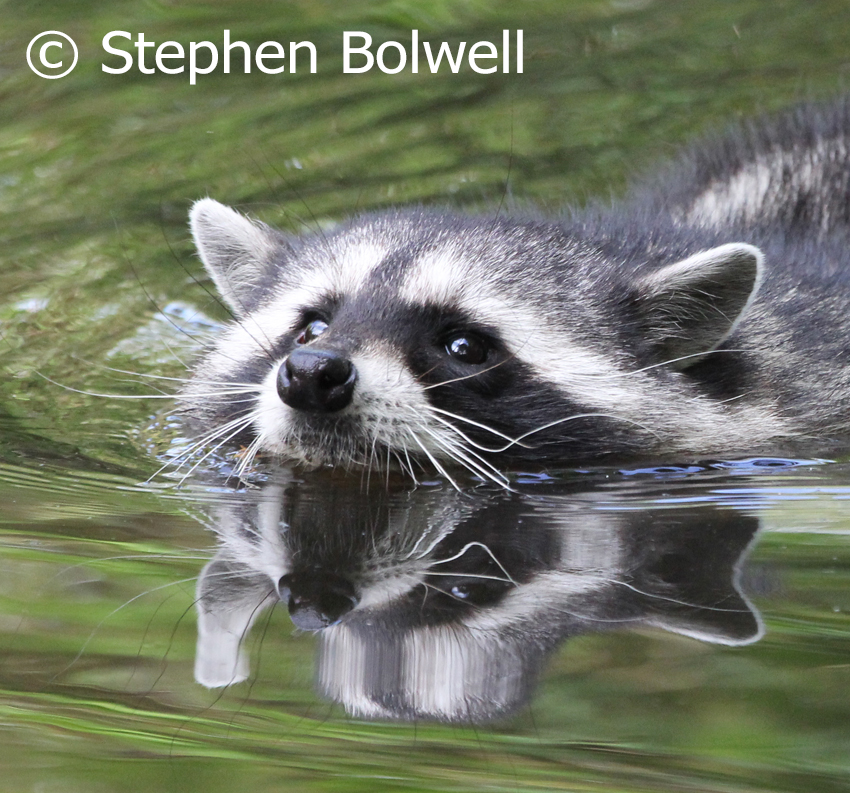 I haven't seen a raccoon at the pond in daylight, but I've seen then from the bedroom window in moonlight and they love re-adjusting the plants with their familiar post-apocalyptic style.