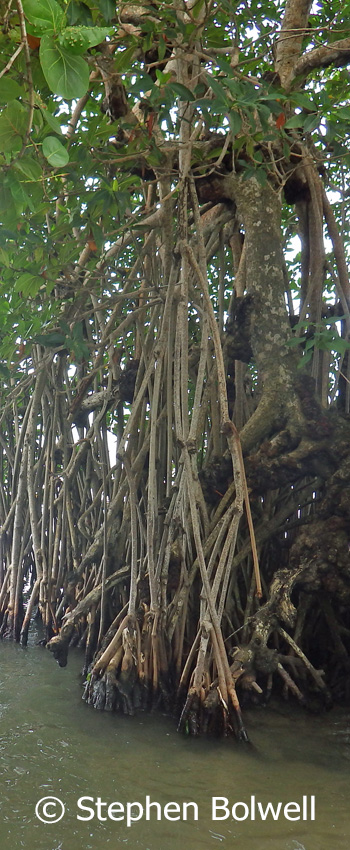 Mangroves architecture is delightfully natural.